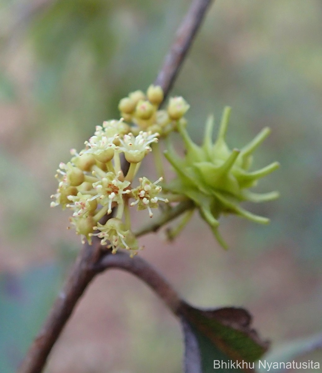 Terminalia anogeissiana Gere & Boatwr.